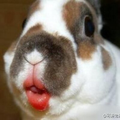 Profile Picture of Eleanor Yu (@eleanoryu) on Twitter