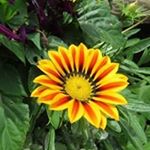 Profile Picture of Marsha Croft Jackson (@maj66451) on Instagram