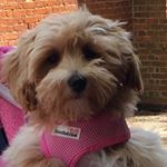 Profile Picture of Kelly Knight Christie (@daisy_maltepoo) on Instagram