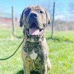 Profile Photo of Ryder the Cane Corso (@ryder_canecorso) on Instagram