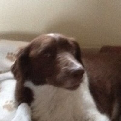 Profile Picture of Tom Gascoigne (Foad) (@GazGascoigne) on Twitter