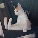 Profile Picture of wayne_liuliu (@wayne_liuliu) on Instagram