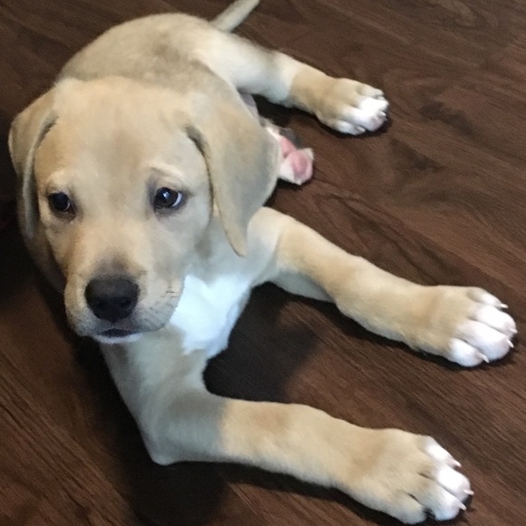 Profile Picture of Malcolm Williams (@mal251) on Poshmark