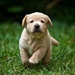 Profile Picture of Geoffrey Schwartz (@puppylover2155) on Instagram