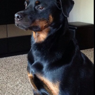 Profile Picture of JMR (@JamesRodden) on Twitter
