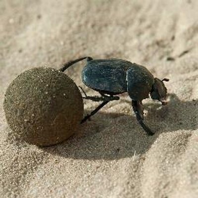 Profile Picture of Matthias Arnold (@fluktum) on Twitter
