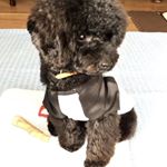 Profile Picture of 🐶Genmai Matthew Shimizu🐶 (@genmaishmz) on Instagram