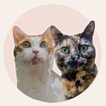 Profile Picture of Gina Lara | Katzenmama (@happycatmomlife) on Instagram