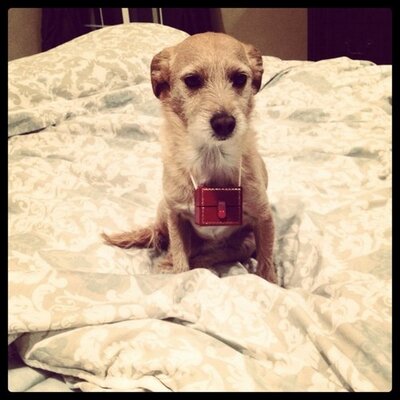 Profile Picture of Danielle Soffa (@msoffab) on Twitter