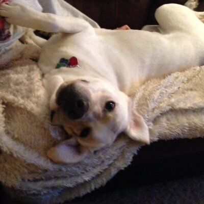 Profile Picture of Scott Sipple (@Jordydog_11) on Twitter