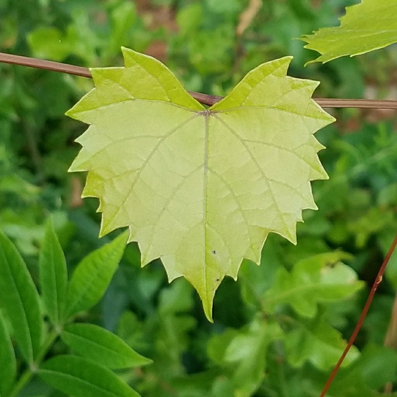 Profile Picture of Kim Bunnell (@asianfury) on Poshmark