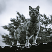 Profile Picture of Ariel Salgado (@arielsalgado5120) on Youtube