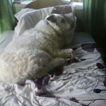 Profile Picture of Peter Walczak (@walczakpeter) on Instagram