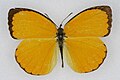 Profile Picture of Eurema dinaon Wikipedia