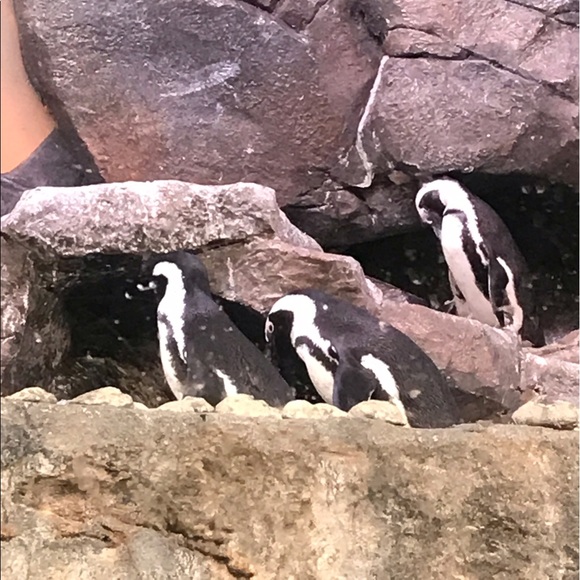 Profile Picture of Akia Williamson (@blackdiva82) on Poshmark