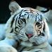 Profile Picture of Michael Laver (@michael.laver.35) on Facebook