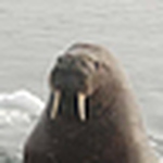 Profile Picture of leahjenny (@leahjenny) on Flickr