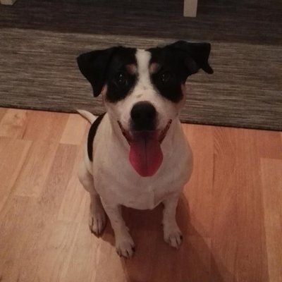 Profile Picture of Ann_ski_turtle (@ski_turtle) on Twitter