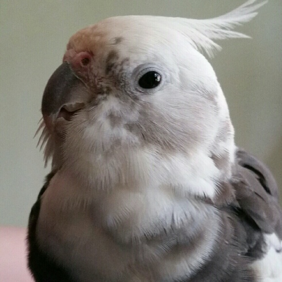 Profile Picture of Rachel Catherall (@rmaelenecat) on Poshmark