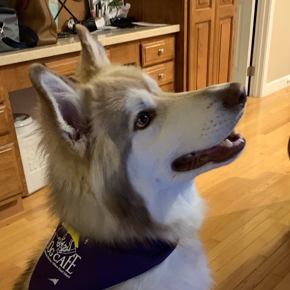 Profile Picture of Dana Jankowski (@dmjrn) on Poshmark