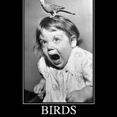 Profile Picture of Howie Roberts (@infowars2012) on Twitter