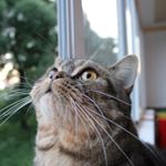 Profile Picture of Tosha (@tony.scottish) on Instagram