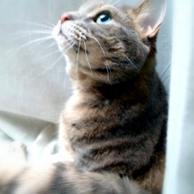 Profile Picture of Miranda Reilly (@daintystain) on Twitter
