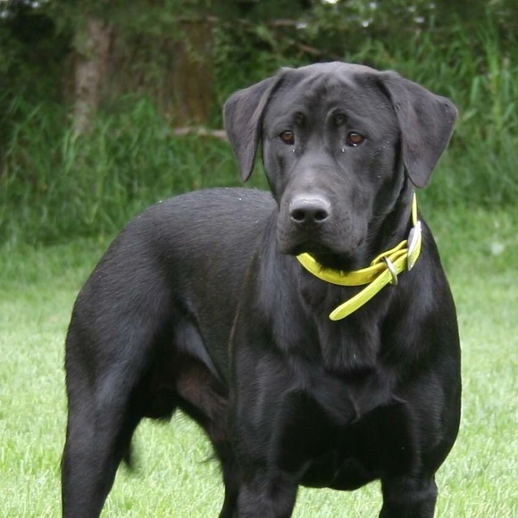 Profile Picture of Chase Dittberner (@chaseditt) on Poshmark