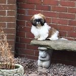 Profile Picture of Lisa Sherwin (@lsherwin149) on Instagram