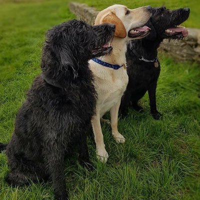 Profile Picture of Charlotte Bull (@Genieguidedog) on Twitter