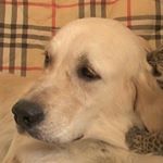 Profile Picture of JASON FREETH (@dog.barkk) on Instagram