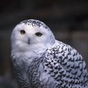 Profile Picture of PogChampOwl (@JacobAllman4) on Twitter