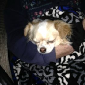 Profile Picture of Amanda Davidson (@zoetuckerzuzu) on Pinterest