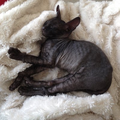 Profile Picture of Jabs (@DavidJablonski) on Twitter