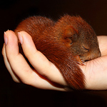 Profile Picture of *hannes* (@*hannes*) on Flickr