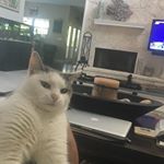 Profile Picture of Michael Eves (@mikecezeke) on Instagram