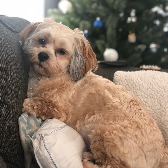 Profile Picture of Michael Imbronone (@imbro02) on Poshmark