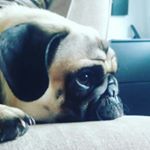 Profile Picture of frank bates (@frank_da_pug__) on Instagram