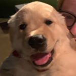 Profile Picture of Tucker Pearson (@thepuppernamedtucker_) on Instagram
