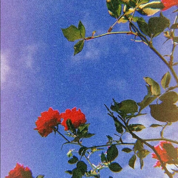 Marissa Grannison - Poshmark Profile Picture of Marissa Grannison (@m_grannison) on Poshmark