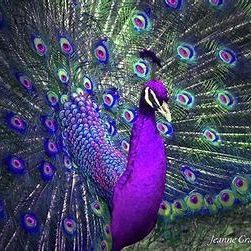 Profile Picture of Chi Jackson (@harmony_blu) on Pinterest