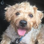 Profile Picture of Jesse Hawkins (@jesse_thedog315) on Instagram