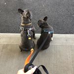 Profile Picture of Tony And Capone (@tony_and_capone) on Instagram