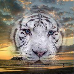 Profile Picture of Vigeri Philippe (@vigeriphilippe) on Tiktok