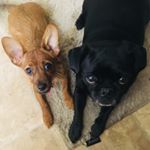 Profile Picture of Lily, Boots, Koi and Scout (@the_k_pets) on Instagram