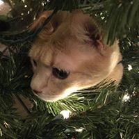 Profile Picture of Staci Thomas (@staci-thomas-4) on Quora