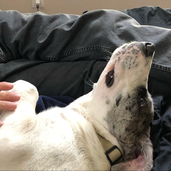 Profile Picture of Dave Kandratowicz (@dilesmavis) on Poshmark