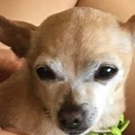 Profile Picture of Graham Galloway (@grumgalloway) on Instagram