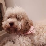 Profile Picture of kevin botting (@bottingkevin) on Instagram