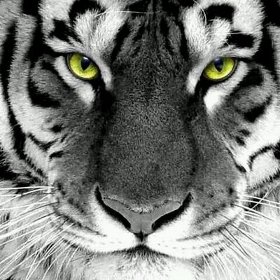 Profile Picture of Hilife (@ScrutonSteven) on Twitter